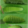 iph podalirius larva2 volg